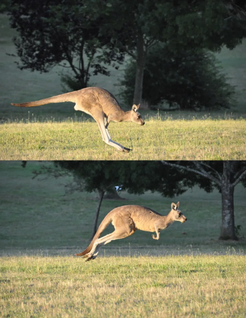 A kangaroo landing, with the ground exerting an upward force on its feet.