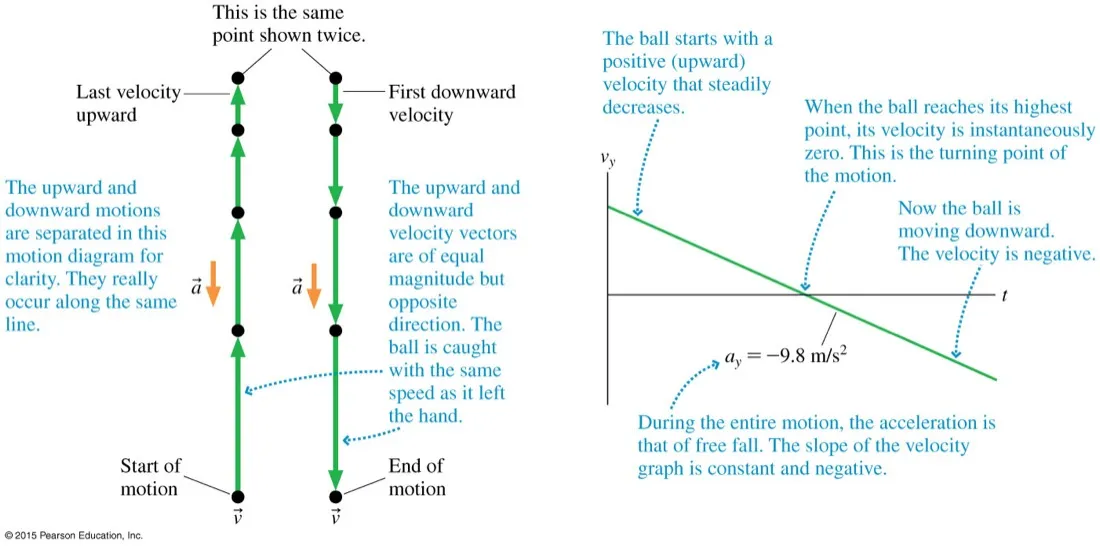 A ball thrown upward shown as two separated motion diagrams for the upward and downward parts, with annotations that the upward and downward velocity vectors are equal in magnitude and opposite in direction and that the ball is caught at the same speed it left the hand, beside a velocity-time graph crossing zero at the highest point