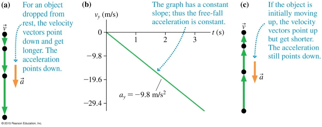 Three panels: a dropped object with downward velocity vectors lengthening and a downward acceleration vector; a velocity-time graph with constant slope of minus 9.8 metres per second squared; and an object thrown upward with shortening upward velocity vectors and a still-downward acceleration vector